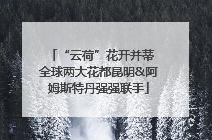“云荷”花开并蒂 全球两大花都昆明&阿姆斯特丹强强联手