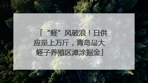 “蛏”风破浪！日供应量上万斤，青岛最大蛏子养殖区滩涂掘金