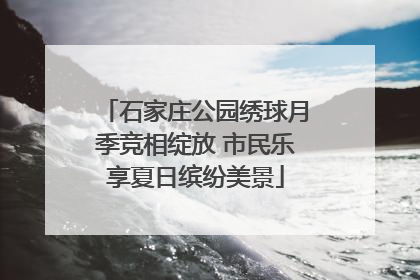 石家庄公园绣球月季竞相绽放 市民乐享夏日缤纷美景