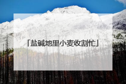 盐碱地里小麦收割忙
