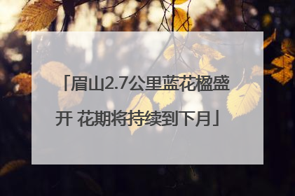 眉山2.7公里蓝花楹盛开 花期将持续到下月