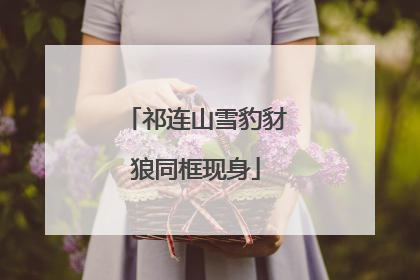祁连山雪豹豺狼同框现身