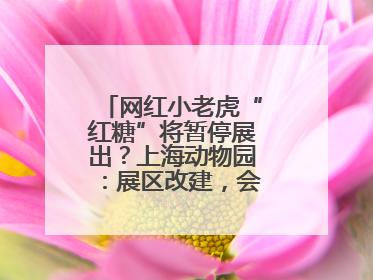 网红小老虎“红糖”将暂停展出？上海动物园：展区改建，会安排展出计划