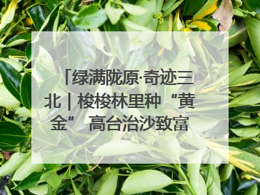 绿满陇原·奇迹三北｜梭梭林里种“黄金” 高台治沙致富很“从容”