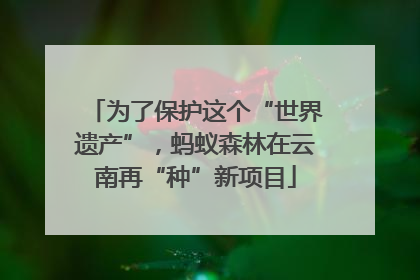为了保护这个“世界遗产”，蚂蚁森林在云南再“种”新项目