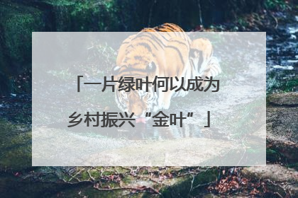 一片绿叶何以成为乡村振兴“金叶”