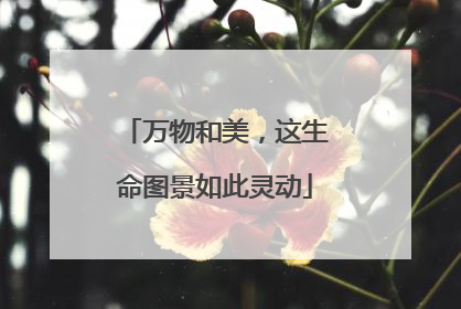 万物和美，这生命图景如此灵动