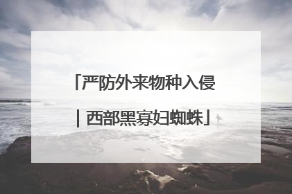 严防外来物种入侵｜西部黑寡妇蜘蛛