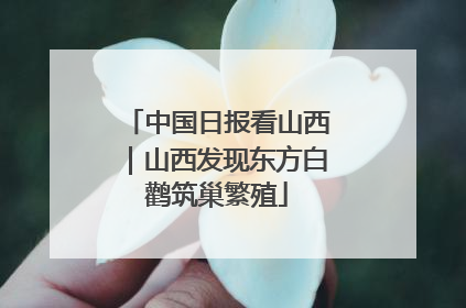 中国日报看山西｜山西发现东方白鹳筑巢繁殖
