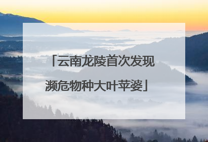 云南龙陵首次发现濒危物种大叶苹婆