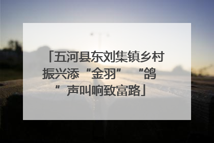 五河县东刘集镇乡村振兴添“金羽” “鸽”声叫响致富路