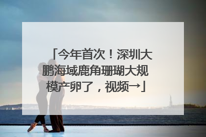 今年首次！深圳大鹏海域鹿角珊瑚大规模产卵了，视频→