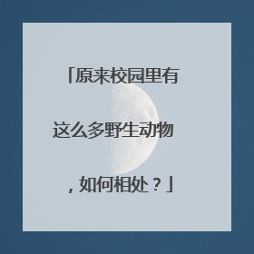 原来校园里有这么多野生动物，如何相处？