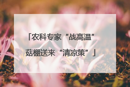 农科专家“战高温” 菇棚送来“清凉策”