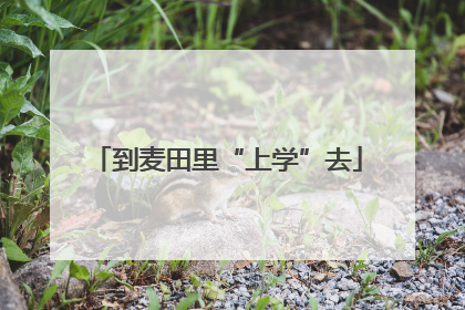 到麦田里“上学”去