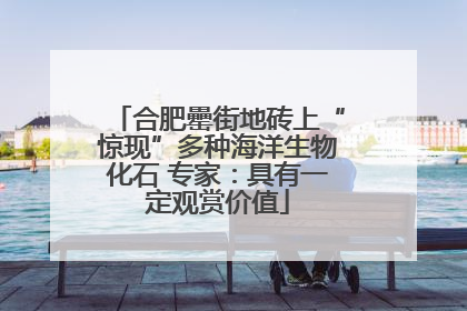 合肥罍街地砖上“惊现”多种海洋生物化石 专家：具有一定观赏价值