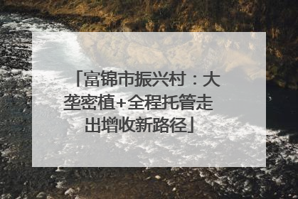 富锦市振兴村：大垄密植+全程托管走出增收新路径
