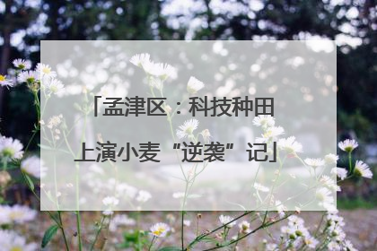 孟津区：科技种田 上演小麦“逆袭”记