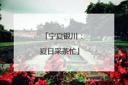 宁夏银川：夏日采茶忙