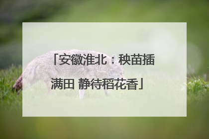 安徽淮北：秧苗插满田 静待稻花香