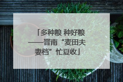 多种粮 种好粮——晋南“麦田夫妻档”忙夏收