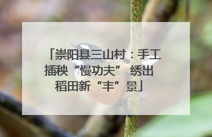 崇阳县三山村：手工插秧“慢功夫” 绣出稻田新“丰”景