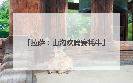 拉萨：山沟欢腾赛牦牛