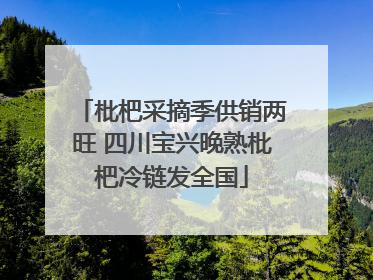 枇杷采摘季供销两旺 四川宝兴晚熟枇杷冷链发全国