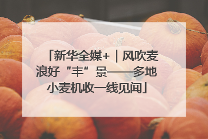 新华全媒+｜风吹麦浪好“丰”景——多地小麦机收一线见闻