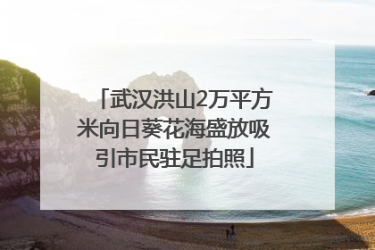 武汉洪山2万平方米向日葵花海盛放吸引市民驻足拍照