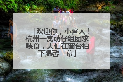 欢迎你，小客人！杭州一窝萌仔组团求喂食，大伯在窗台拍下温馨一幕