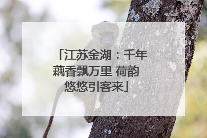 江苏金湖：千年藕香飘万里 荷韵悠悠引客来
