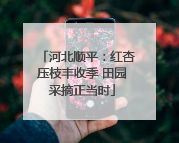 河北顺平：红杏压枝丰收季 田园采摘正当时