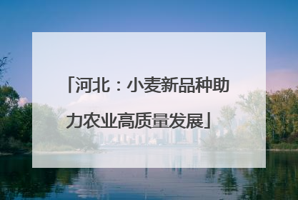 河北：小麦新品种助力农业高质量发展