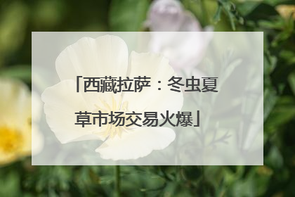 西藏拉萨：冬虫夏草市场交易火爆
