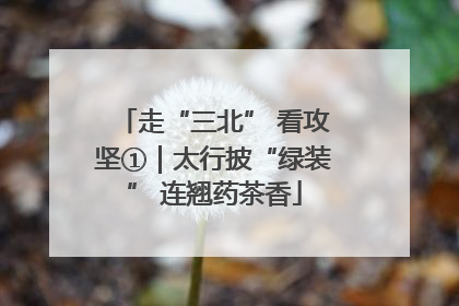 走“三北” 看攻坚①｜太行披“绿装” 连翘药茶香