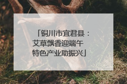 铜川市宜君县：艾草飘香迎端午 特色产业助振兴