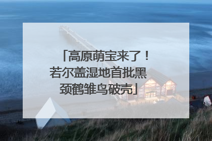高原萌宝来了！若尔盖湿地首批黑颈鹤雏鸟破壳