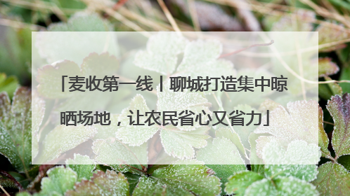 麦收第一线丨聊城打造集中晾晒场地，让农民省心又省力