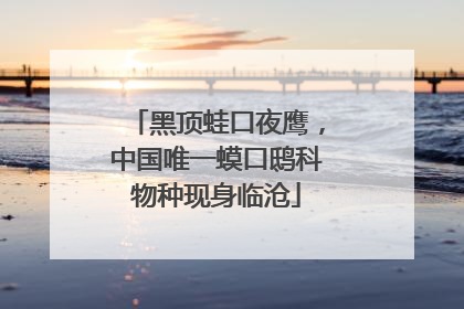 黑顶蛙口夜鹰，中国唯一蟆口鸱科物种现身临沧