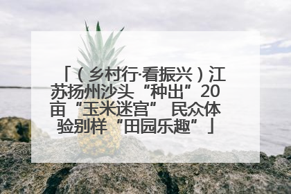 （乡村行·看振兴）江苏扬州沙头“种出”20亩“玉米迷宫” 民众体验别样“田园乐趣”